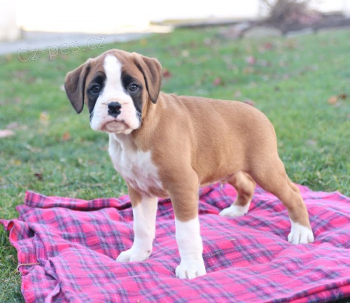 �t��ata Boxer k dispozici