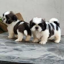 Prodm tata shih tzu