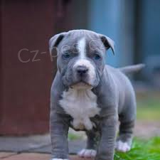 Prod�m �t��ata pitbulla