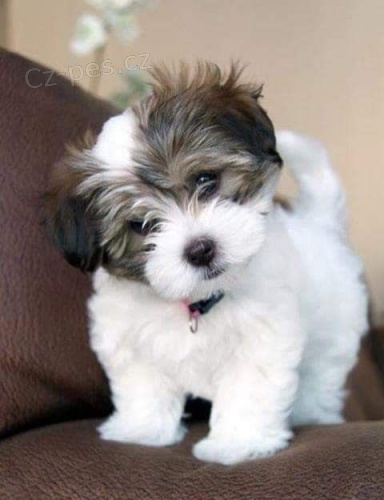 Prod�m zdrav� a kr�sn� �t��ata havanese.
