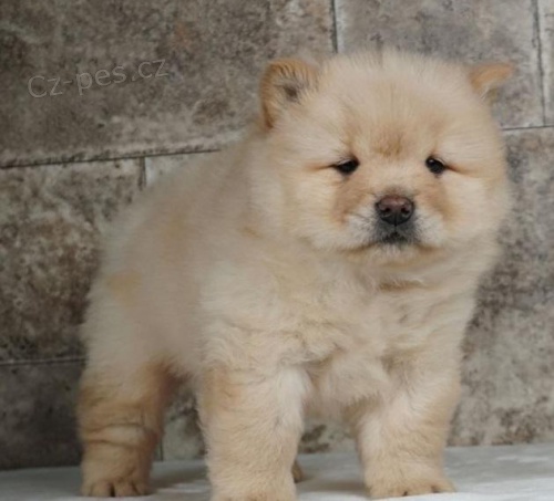 Chow Chow tata.