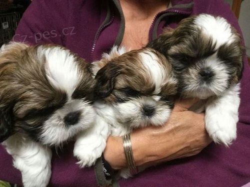 Rozkon tata Shih Tzu.