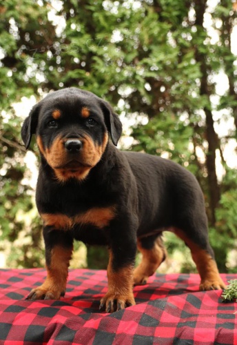 tata rottweiler.