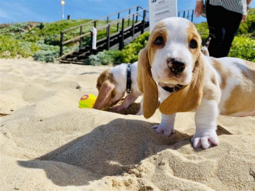 tata Basset Hound.