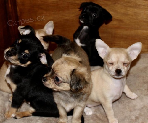 Roztomil� �t���tka Chihuahua.