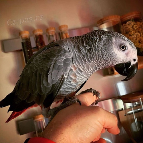 Prodej plodn�ch papou���ch vajec.