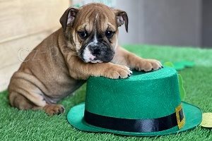 Registrovan� �t��ata anglick�ch buldok�.