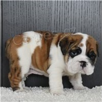 Zdrav� a roztomil� �t��ata anglick�ch buldok�.