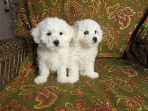 �t��ata Bichon Frise p�ipraven� k n�vratu.