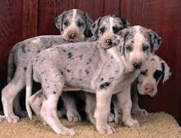 Roztomil� �t��ata Great Dane p�ipravena.