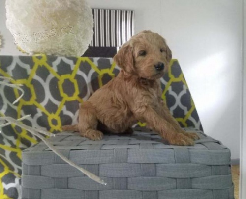 Okouzluj�c� �t��ata Goldendoodle.