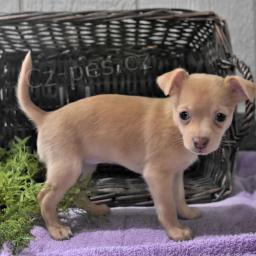 Rozko�n� �t���tka Chihuahua p�ipravena.