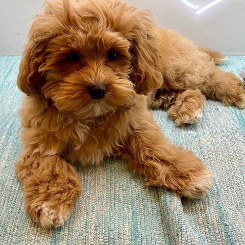 Ohromuj�c� �t��ata Maltipoo.