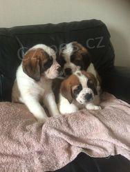 Rozko�n� �t��ata svat�ho Bernarda.