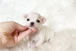 Rozko�n� �t��ata Chihuahua.