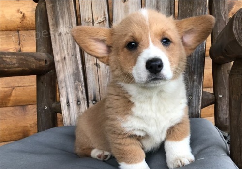 tata Pembroke Welsh Corgi