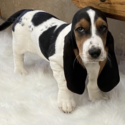 Hrav tata Basset Hound.