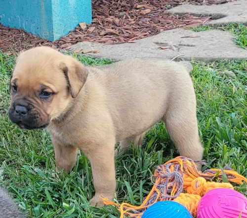 4 �t��ata Cane Corso, 2 pejsci a 2 fenky.