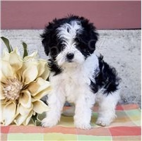 Cavapoo �t��ata K dispozici.