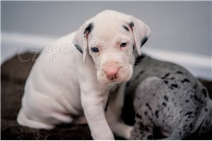 Roztomil� �t��ata Great Dane.