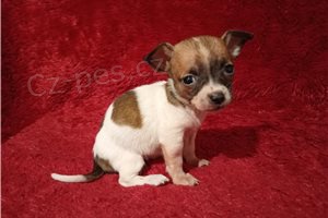 P��telsk� �t���tka Chihuahua.