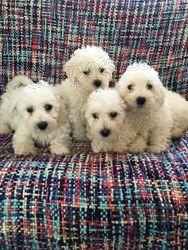 Kr�sn� �t���tka Bichon Frise.