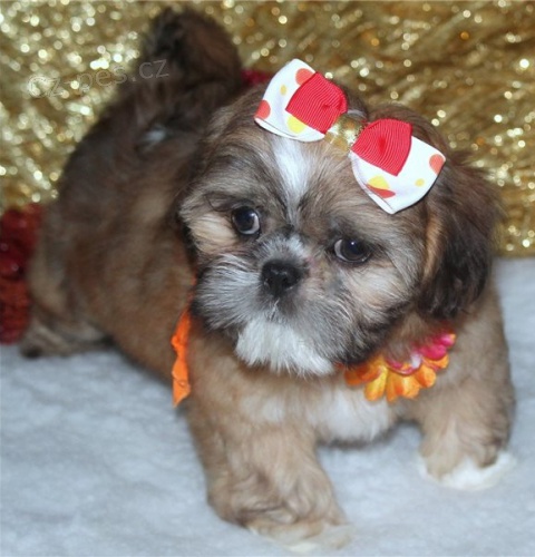 ڞasn tata shih-tzu