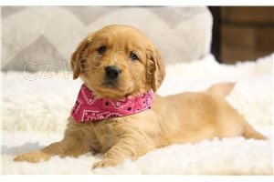 �t��ata zlat�ho retr�vra.