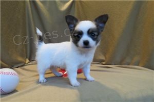 Chihuahua �t��ata..