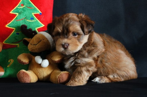 Havansky  �t��ata k dispozici