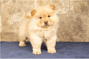 Chow Chow tata.