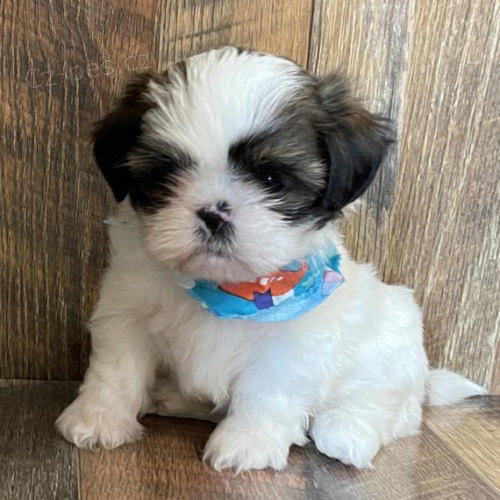 tata SHIH TZU k adopci