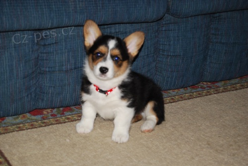 Prodm tata welsh corgi Pembroke.