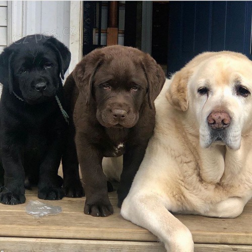 tata labradorskho retrvra k adopci.