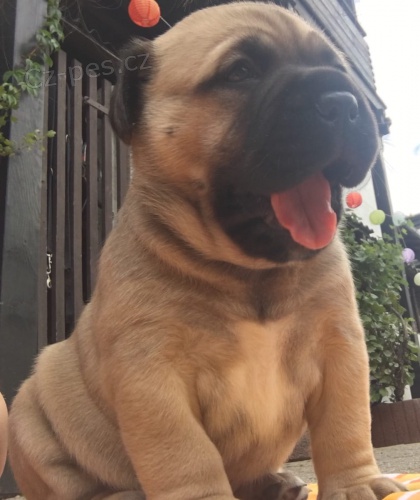 tata jsou  dispozici Bullmastiff pro dobr pijet