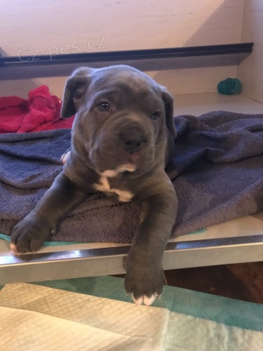 dispozici tata cane corso italiano