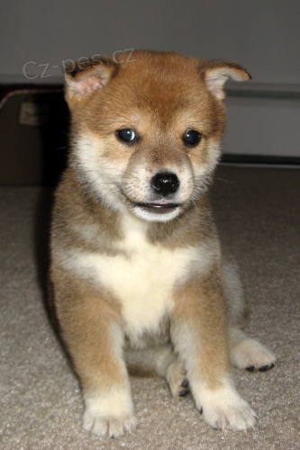 tata Shiba Inu k adopci