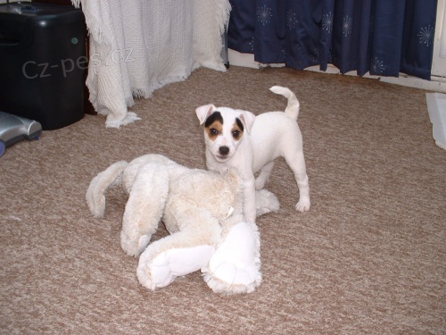 Prodm tata Jack Russell