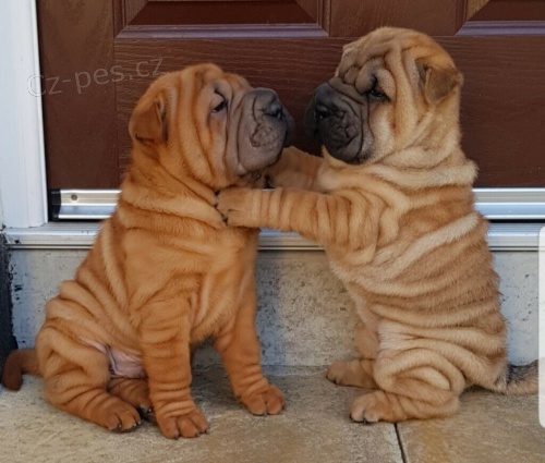 Shar-pei tata na prodej. Jsou okovan a oderven.