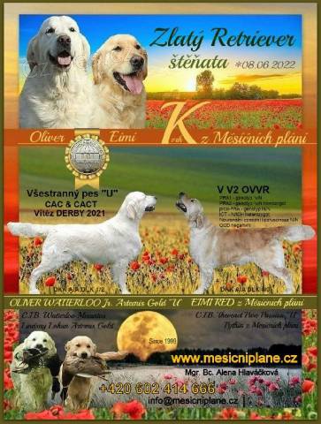 Golden retriever s PP - �t��ata /zlat� retr�vr/