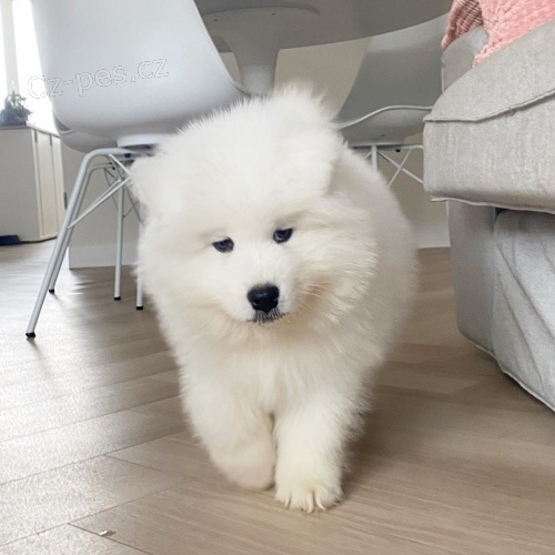 Bl pes a samice Samoyed tata.