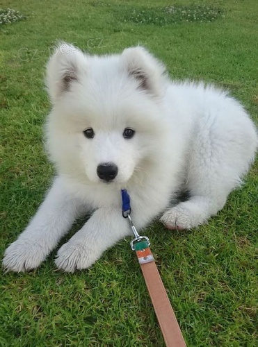 Kennel club zaregistroval tata samojeda na prodej.