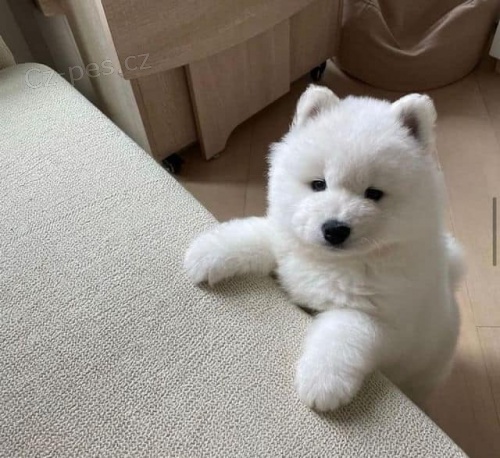 Samoyed bl pes a samice tata.