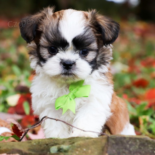 Prodm krsn a okovan tata SHIH TZU