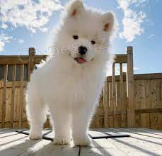 sladk samoyed tata