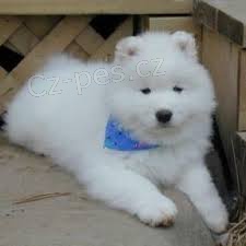 sladk samoyed tata