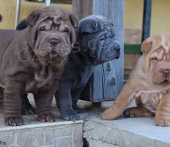 shar-pei tata k dispozici