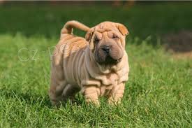 shar-pei tata k dispozici