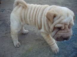 shar-pei tata k dispozici