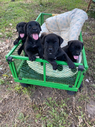 tata ttiny Corso Mastiff.